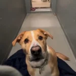 Returned Five Times, Still Hoping: Dexter the Shelter Dog’s 1,170-Day Wait for a Forever Home