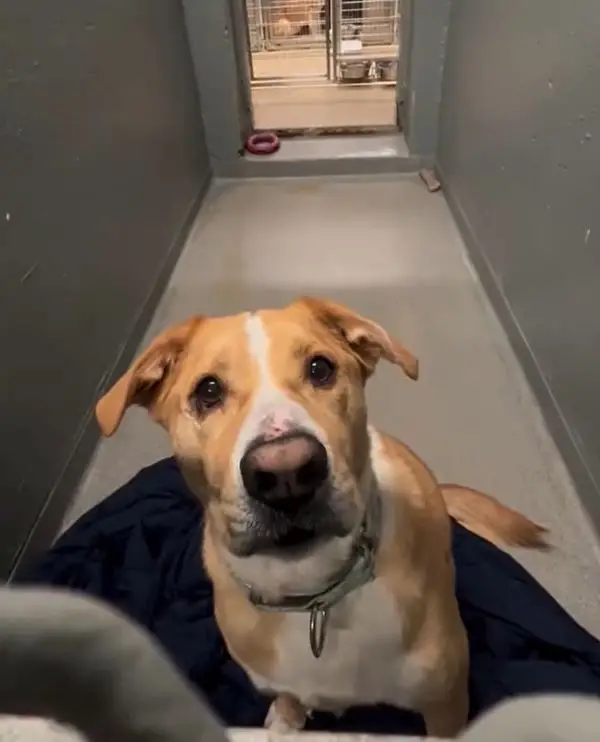 Read more about the article Returned Five Times, Still Hoping: Dexter the Shelter Dog’s 1,170-Day Wait for a Forever Home