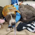 From Bait Dog to Beloved: Elia’s Miraculous Journey from Cruelty to Compassion