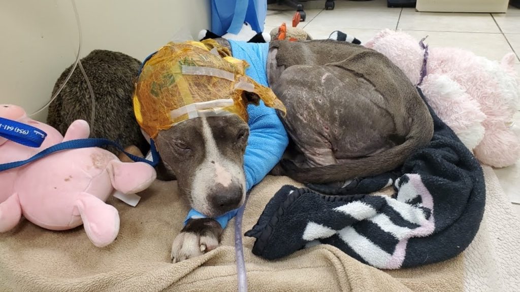 You are currently viewing From Bait Dog to Beloved: Elia’s Miraculous Journey from Cruelty to Compassion