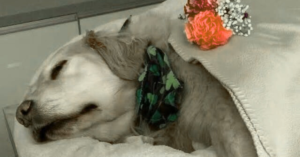 Read more about the article Goodbye to My Sweet Boy: A Loving Farewell to the Dog Who Changed My Life