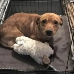 Saved With Minutes to Spare: How Boogie Escaped a California Euthanasia List