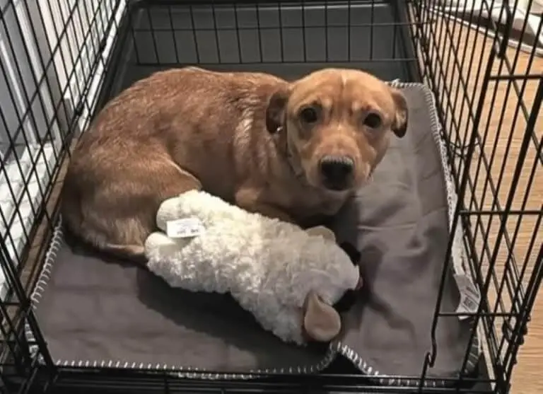 You are currently viewing Saved With Minutes to Spare: How Boogie Escaped a California Euthanasia List