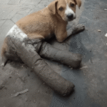 From Stone to Softness: How Muddy Broke Free From a Life of Hardship