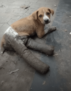 Read more about the article From Stone to Softness: How Muddy Broke Free From a Life of Hardship