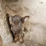 A Birthday Rescue: How Starving Dog Lucky Found Hope When He Needed It Most