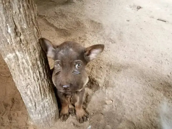 You are currently viewing A Birthday Rescue: How Starving Dog Lucky Found Hope When He Needed It Most