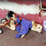 Lunita’s Long Road to Love: How a Paralyzed Dog Found Her Forever Family