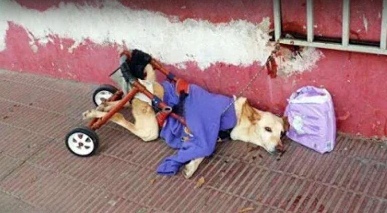 How a Paralyzed lunita Found Her Forever Family