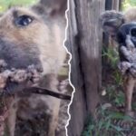 From the Streets to a Second Chance: Nossa’s Journey from Suffering to Joy