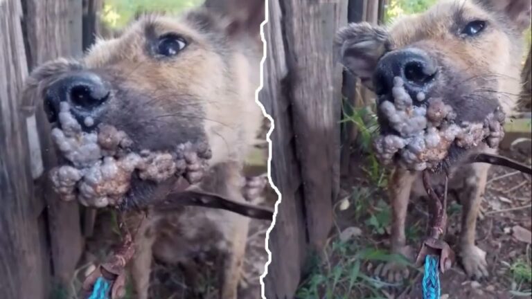 Nossa’s Journey from Suffering to Joy