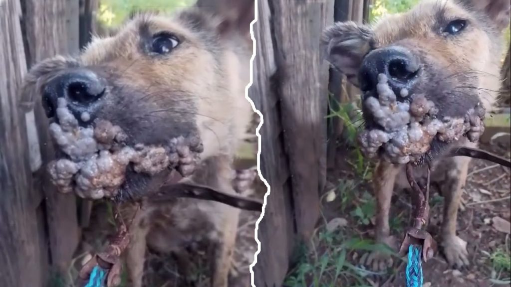 You are currently viewing From the Streets to a Second Chance: Nossa’s Journey from Suffering to Joy