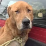 Ray’s Second Sunrise: A Senior Dog’s Journey From Heartbreak to Hope