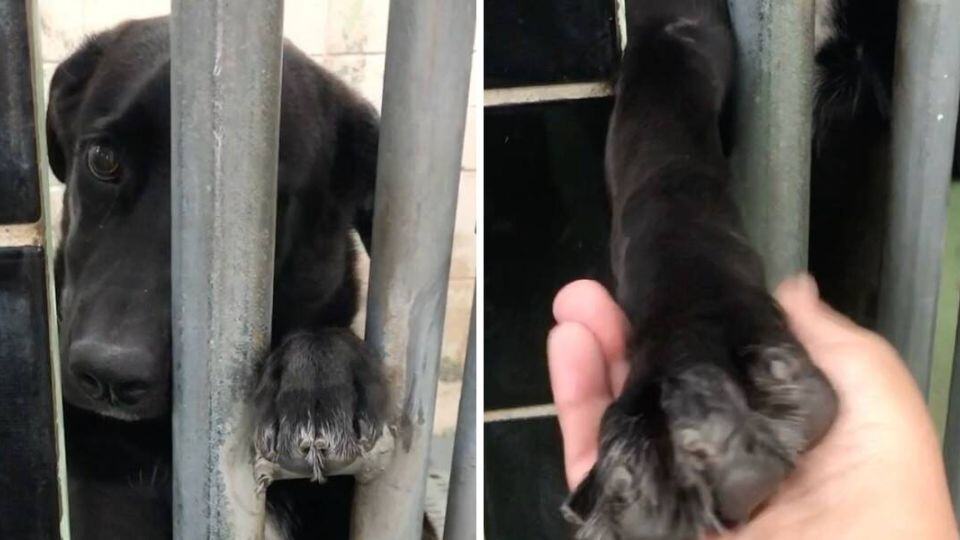 You are currently viewing The Shelter Pup Mac Who Reached for Hope and Found Her Forever Family