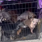 Ten Little Survivors: The Highway Rescue That Nearly Went Unseen