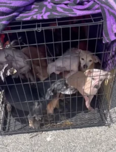 Read more about the article Ten Little Survivors: The Highway Rescue That Nearly Went Unseen