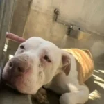 California rescuer follows the cries of a hopeless shelter dog Sadie and changes her life forever