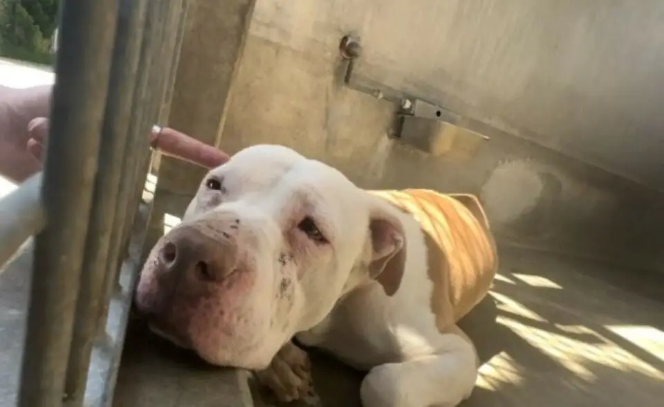You are currently viewing California rescuer follows the cries of a hopeless shelter dog Sadie and changes her life forever