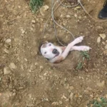 Bruiser’s Big Misadventure: How a Stubborn Senior Dog Ended Up in a Hole and Won Everyone’s Hearts