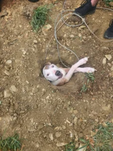 Read more about the article Bruiser’s Big Misadventure: How a Stubborn Senior Dog Ended Up in a Hole and Won Everyone’s Hearts