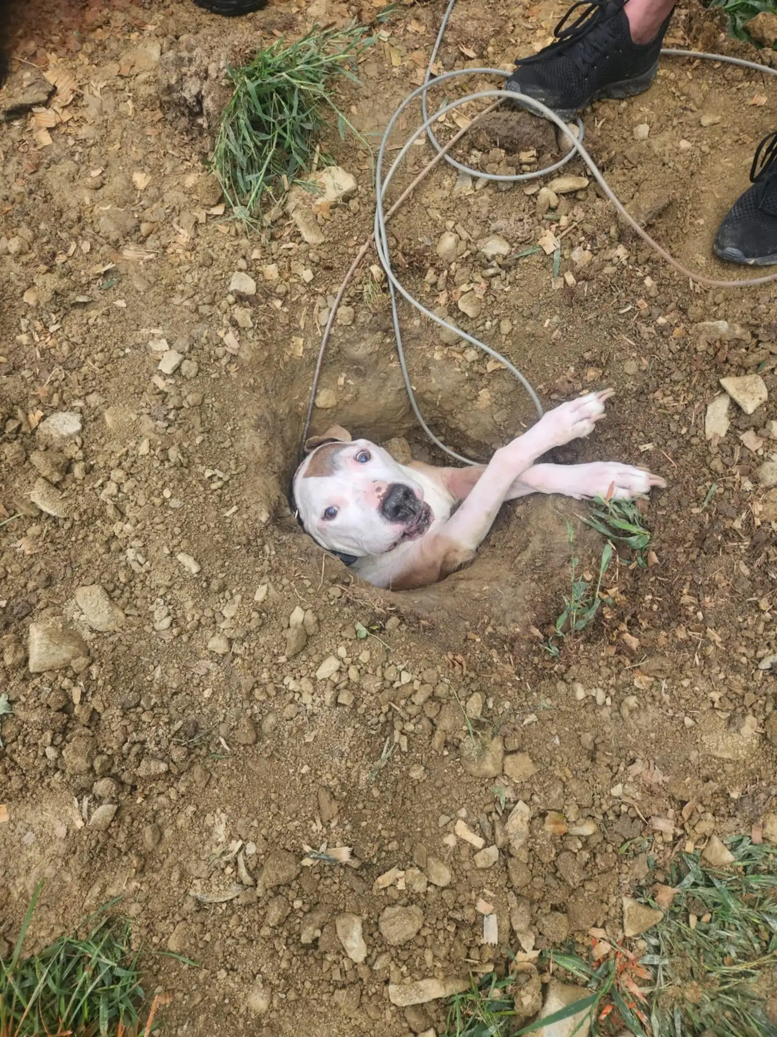Read more about the article Bruiser’s Big Misadventure: How a Stubborn Senior Dog Ended Up in a Hole and Won Everyone’s Hearts