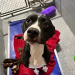 Returned, Broken, and Forgotten: How Lynch Pit Bull Beat the Odds and Found His Forever Home