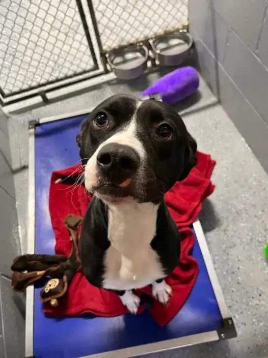 You are currently viewing Returned, Broken, and Forgotten: How Lynch Pit Bull Beat the Odds and Found His Forever Home