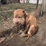 From Chains to Comfort: Marco’s Journey From Unspeakable Cruelty to a Life of Love