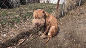 Read more about the article From Chains to Comfort: Marco’s Journey From Unspeakable Cruelty to a Life of Love