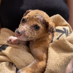 Read more about the article From Ashes to Arms: Pongo’s Quiet Fight for Life and the Love That Saved Her