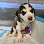 Thrown Away Too Soon: The Tiny Husky Puppy Whose Faint Cry Sparked a Miracle