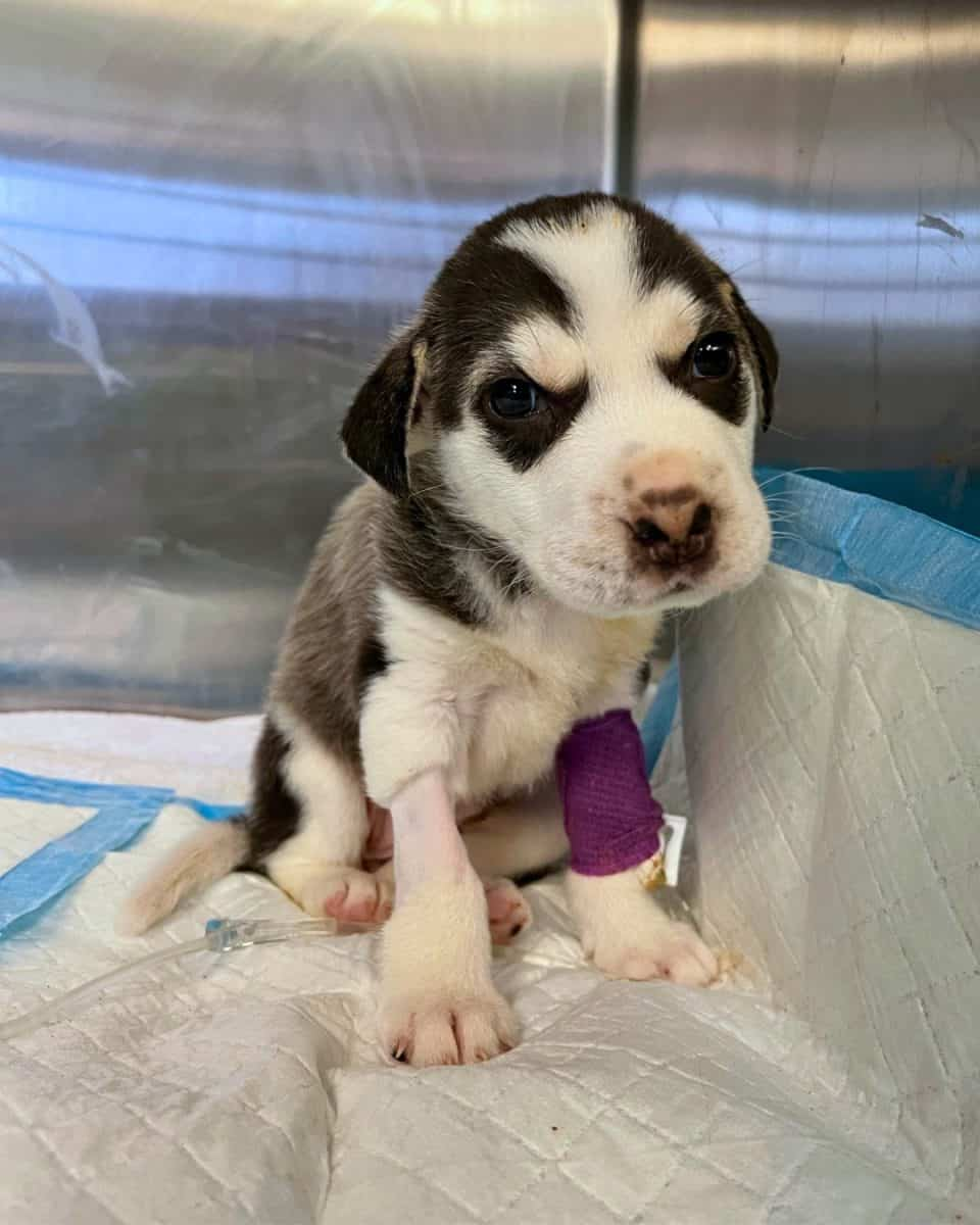 Read more about the article Thrown Away Too Soon: The Tiny Husky Puppy Whose Faint Cry Sparked a Miracle