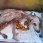 He Stayed Behind: The Loyal Dog Who Waited Two Years in an Abandoned House