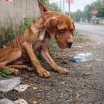 Bound, Broken, and Forgotten: Lucky’s Journey From Abandonment to Belonging