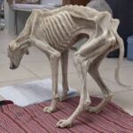 When His Heart Broke, His Body Followed: Air’s Journey Back to Life