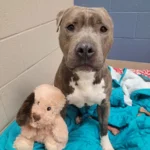 He Lost an Ear but Found a Father: Bruno’s Second Chance at Love