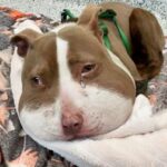 She Went Door to Door for Help Until Rescuers Found the Collar Embedded in Her Neck