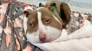 Read more about the article She Went Door to Door for Help Until Rescuers Found the Collar Embedded in Her Neck