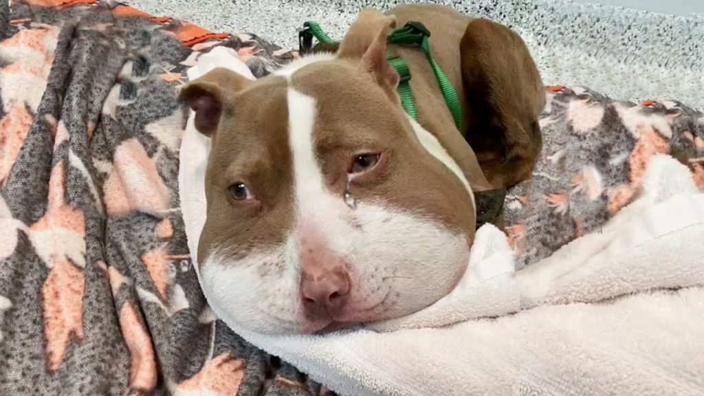 You are currently viewing She Went Door to Door for Help Until Rescuers Found the Collar Embedded in Her Neck