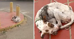 Read more about the article He Was Covered in Ticks on the Day He Needed Love Most