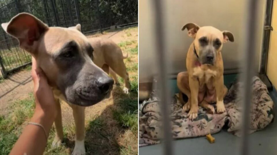 You are currently viewing Grace Was Only a Breeding Dog… Until Someone Finally Saw Her