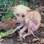 She Was Used, Thrown Away, and Left to Die – But Hope Refused to Give Up