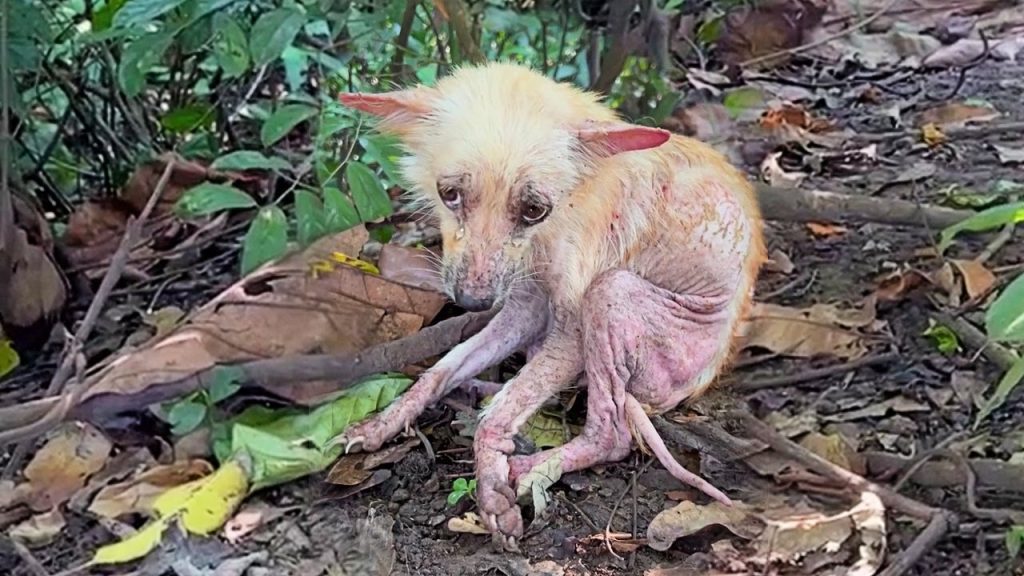You are currently viewing She Was Used, Thrown Away, and Left to Die – But Hope Refused to Give Up