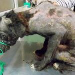 From Chains to Celebration: Isumu’s Powerful Journey Toward Love and a New Life