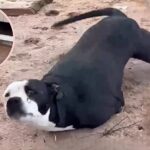 He Held On to Hope: Joey the Brave Dog Who Refused to Give Up