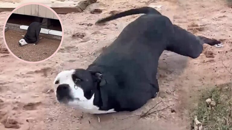 Joey the Brave Dog Who Refused to Give Up