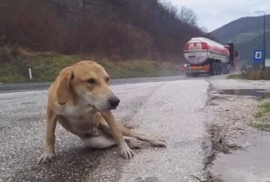 Read more about the article A Second Chance in the Rain: Maddox’s Road Back to Life