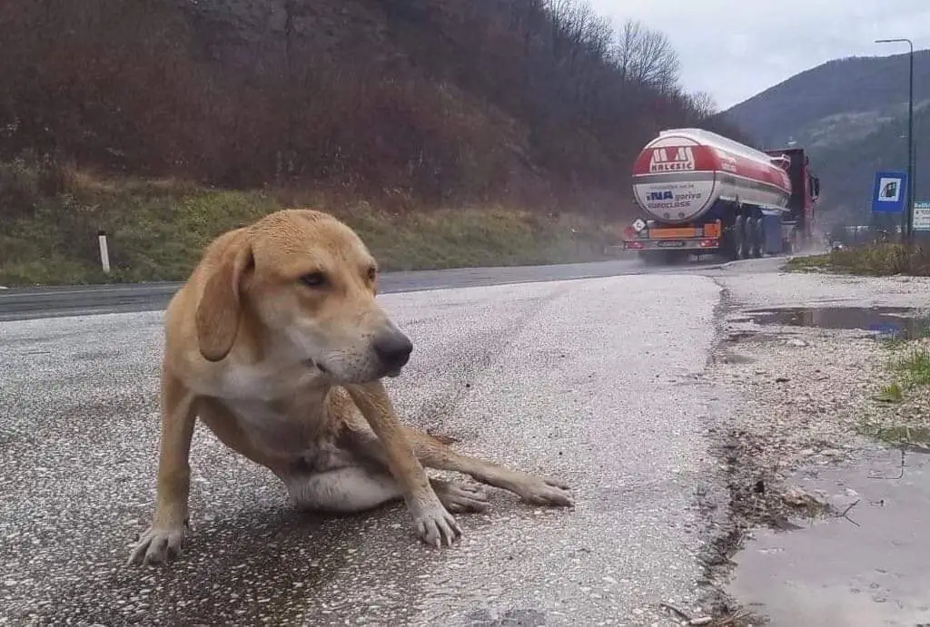 You are currently viewing A Second Chance in the Rain: Maddox’s Road Back to Life