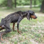 Nora Couldn’t See the World Anymore… But Love Helped Her See Again