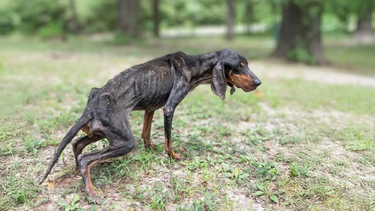 You are currently viewing Nora Couldn’t See the World Anymore… But Love Helped Her See Again